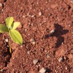 Sistema de solos brasileiros disponível na internet | CREA-PB Conselho ...